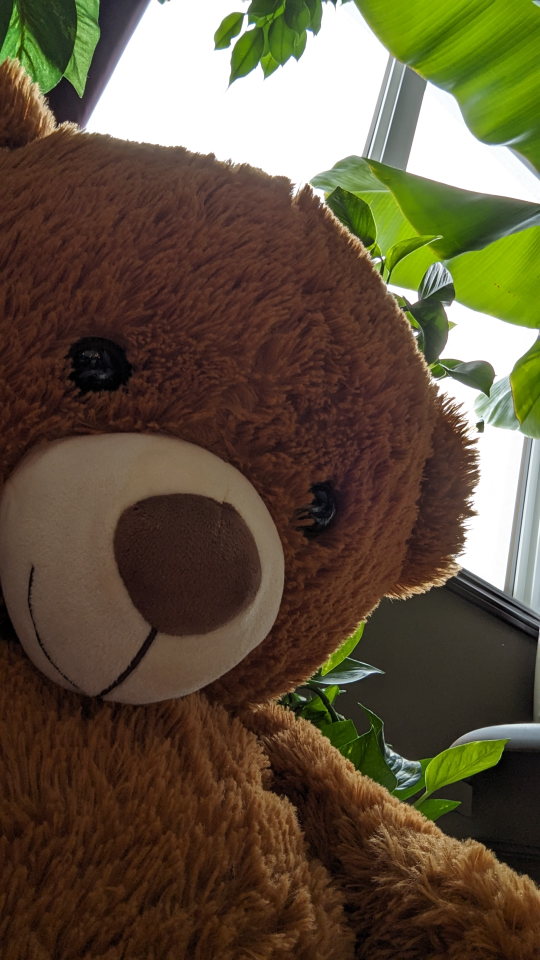 #freecycle 3'4" Brown Bear - photo 2