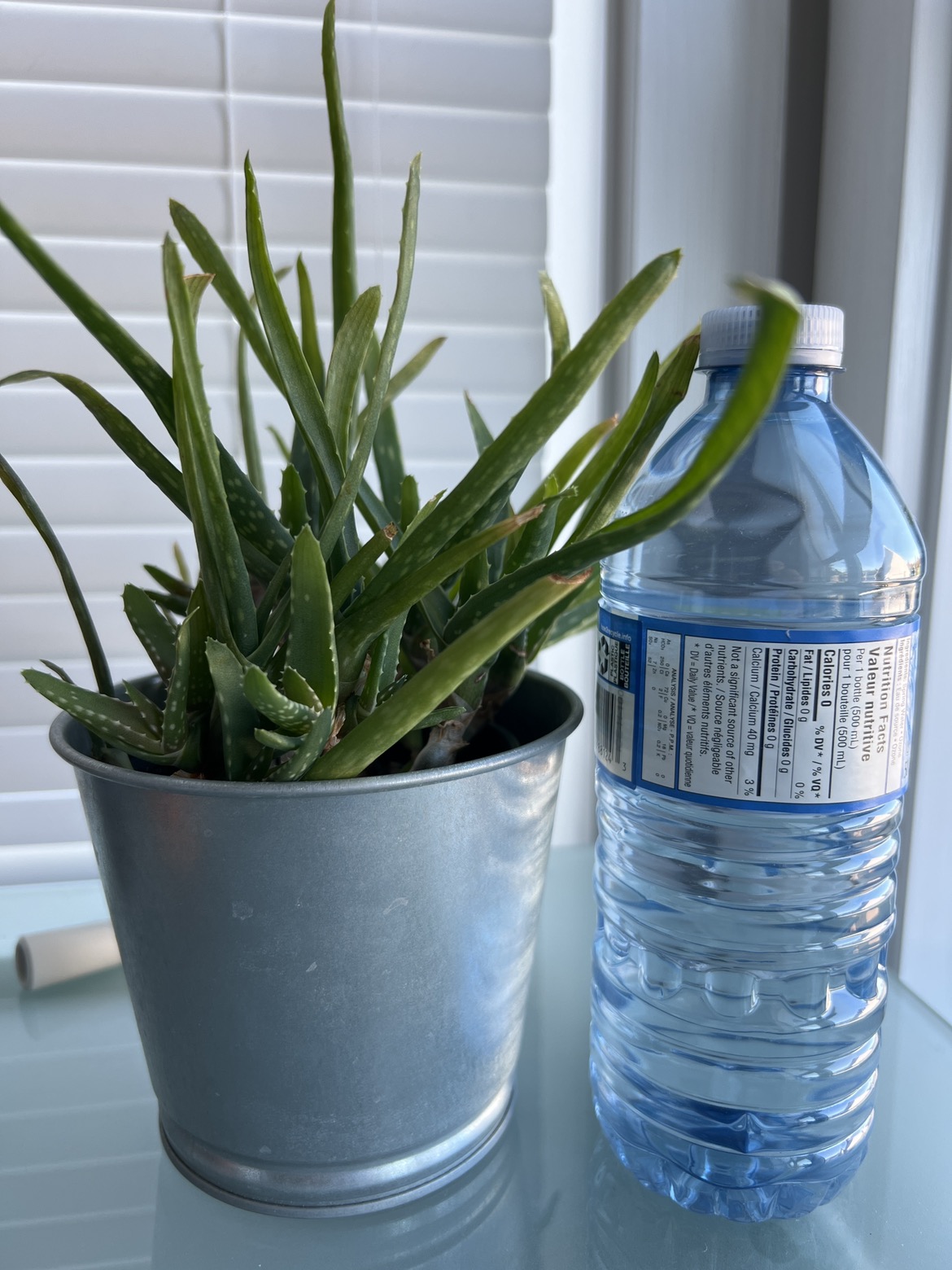 Aloe Vera Plant image indicator(2)