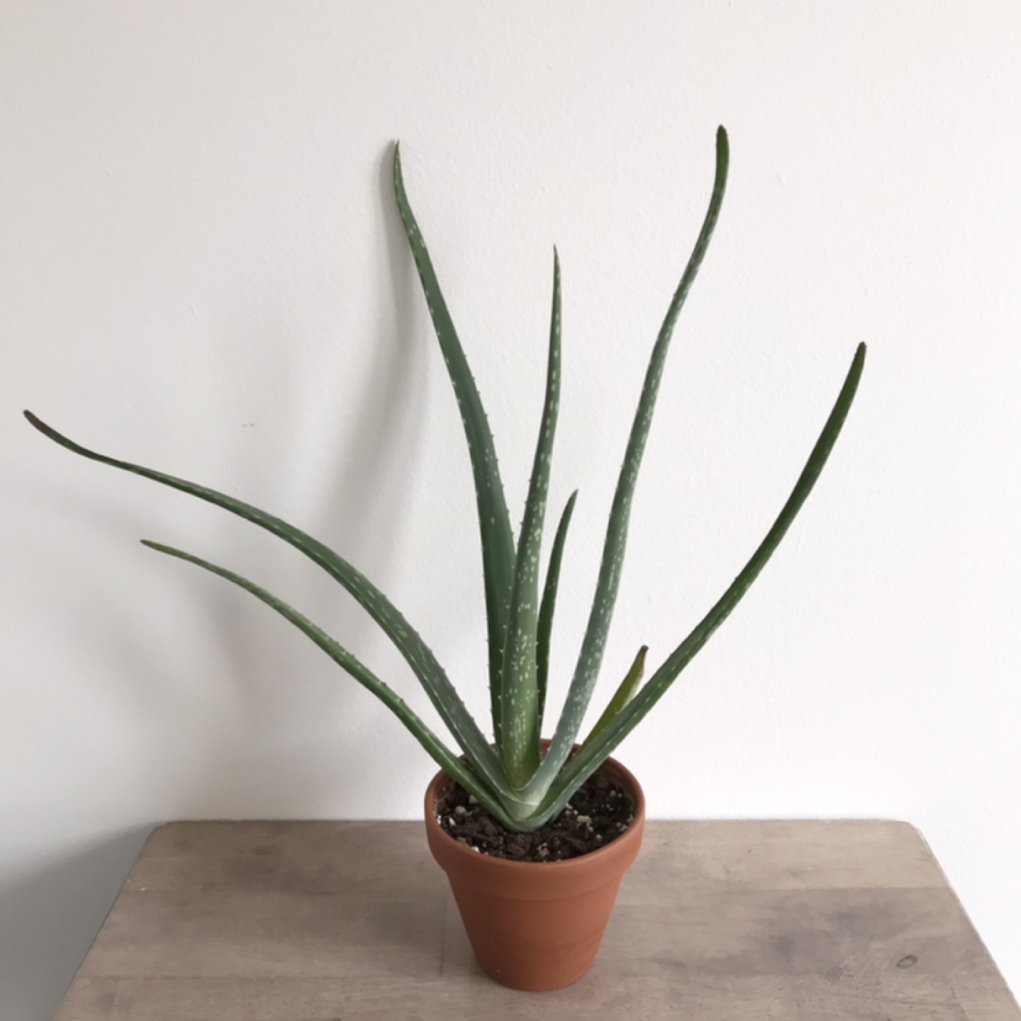 Aloe vera plant thumbnail