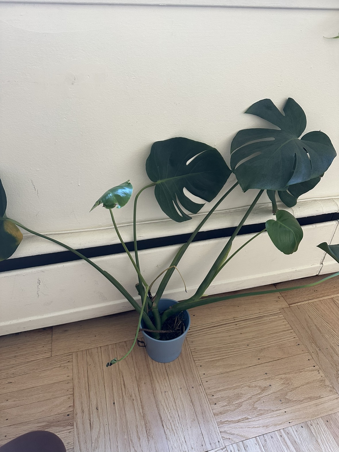 Monstera clipping
