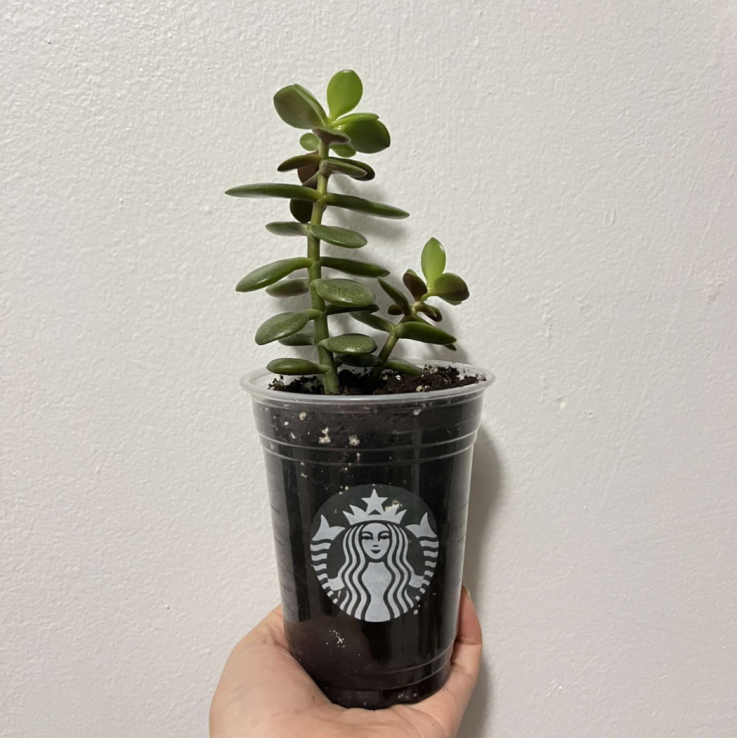 Jade plant