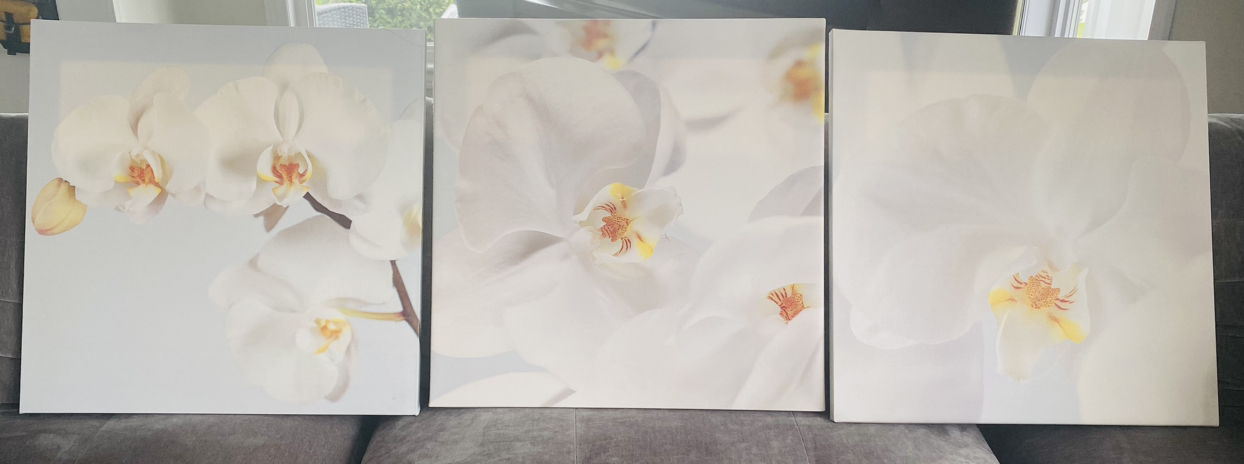 Orchid Canvas Wooden Framed Paintings