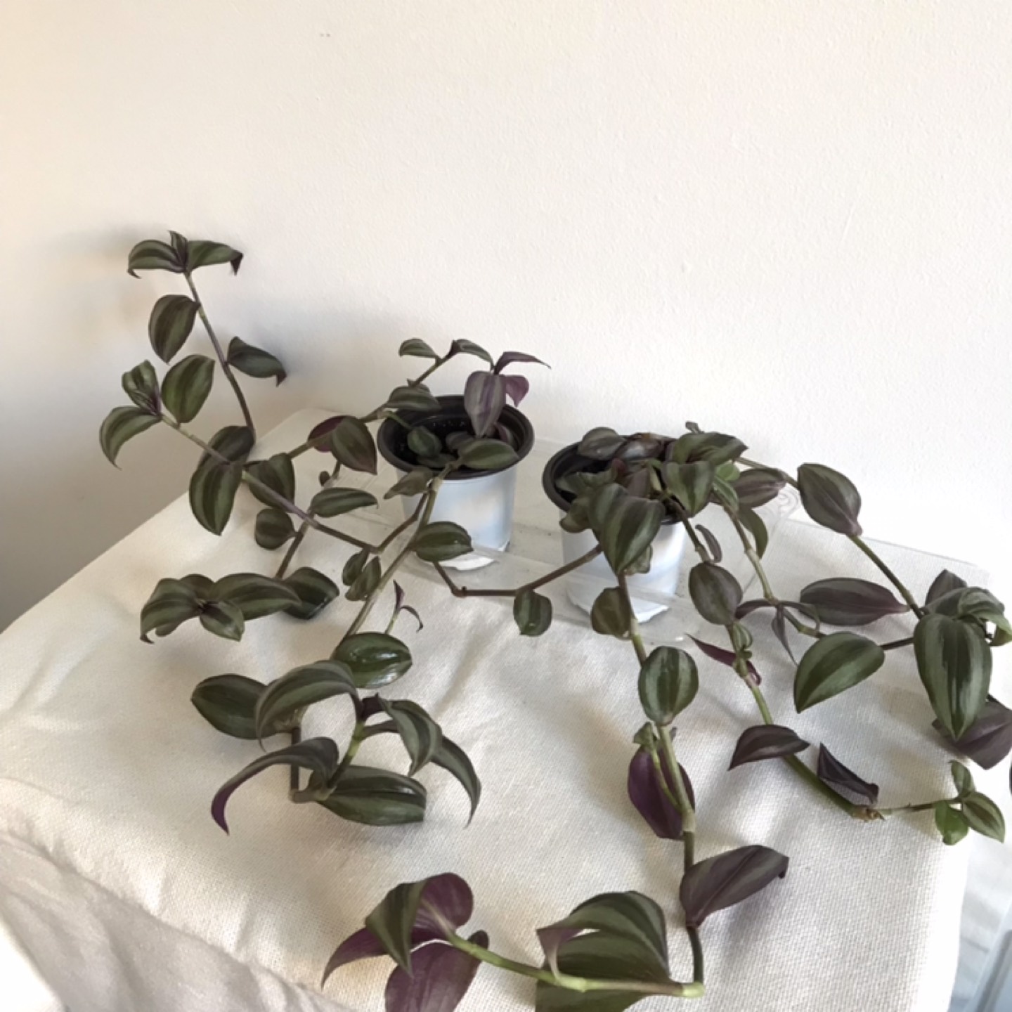 Tradescantia plants thumbnail