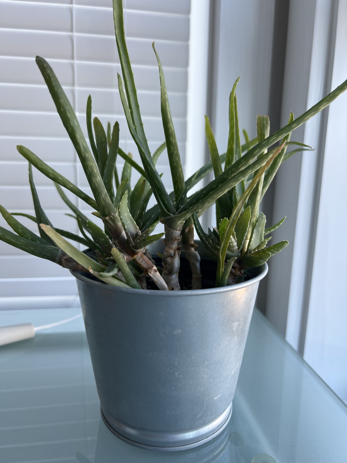 Aloe Vera Plant thumbnail