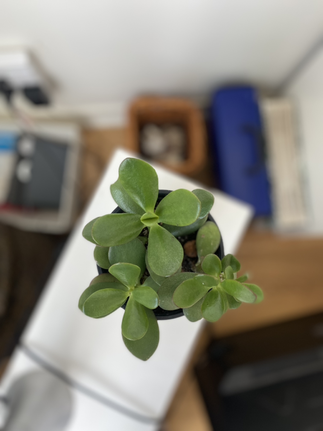 Plant Duo Blooming Cactus and Jade image indicator(5)