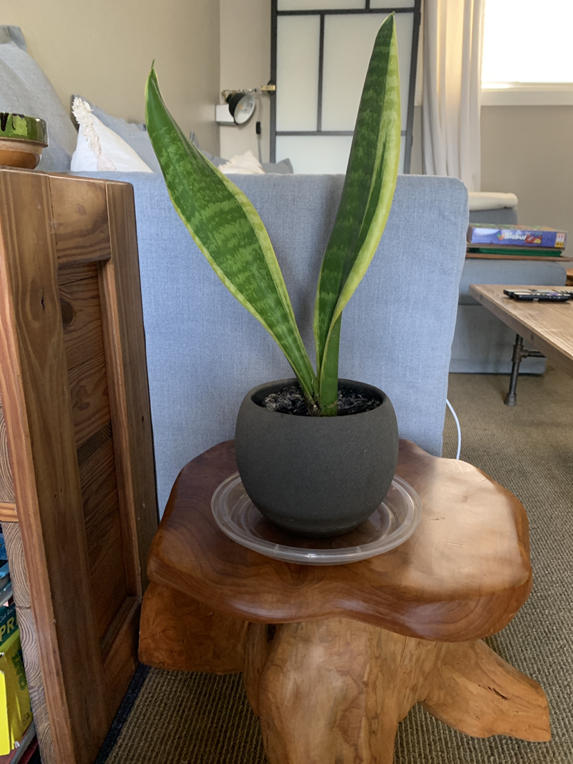 Snake house plant
