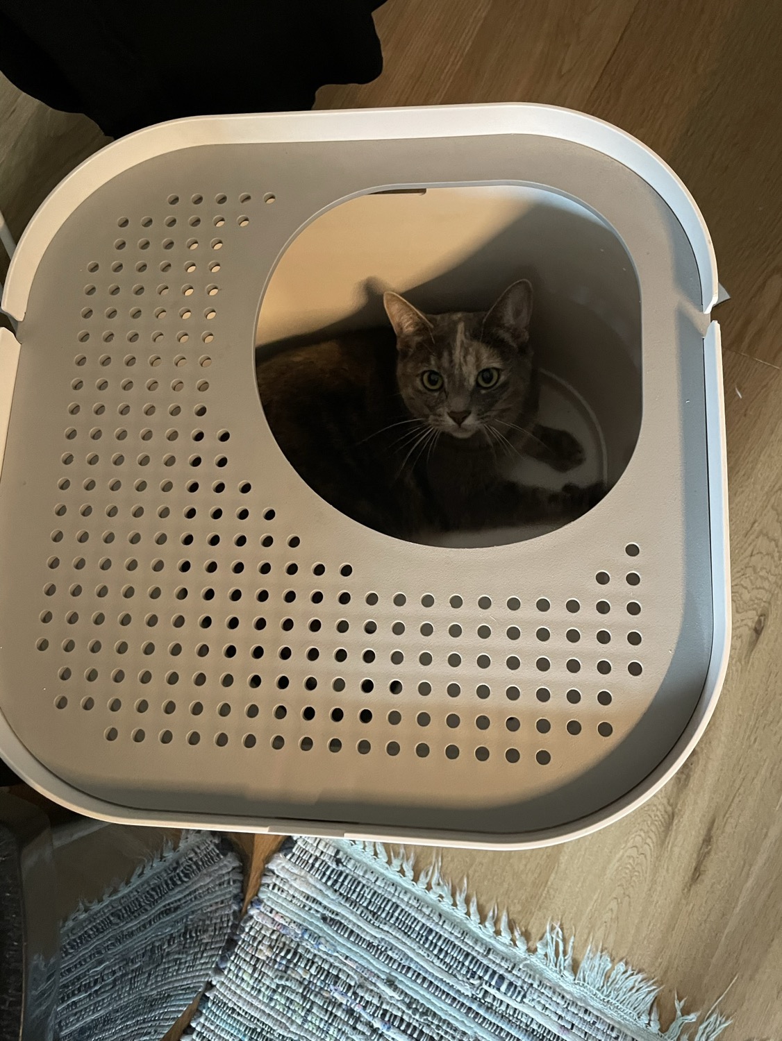 Modkat Top Entry Litter Box - photo 2