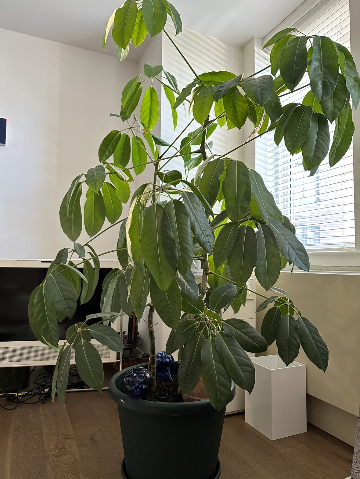 Plant_ Umbrella Tree (Schefflera Amate) - photo 2