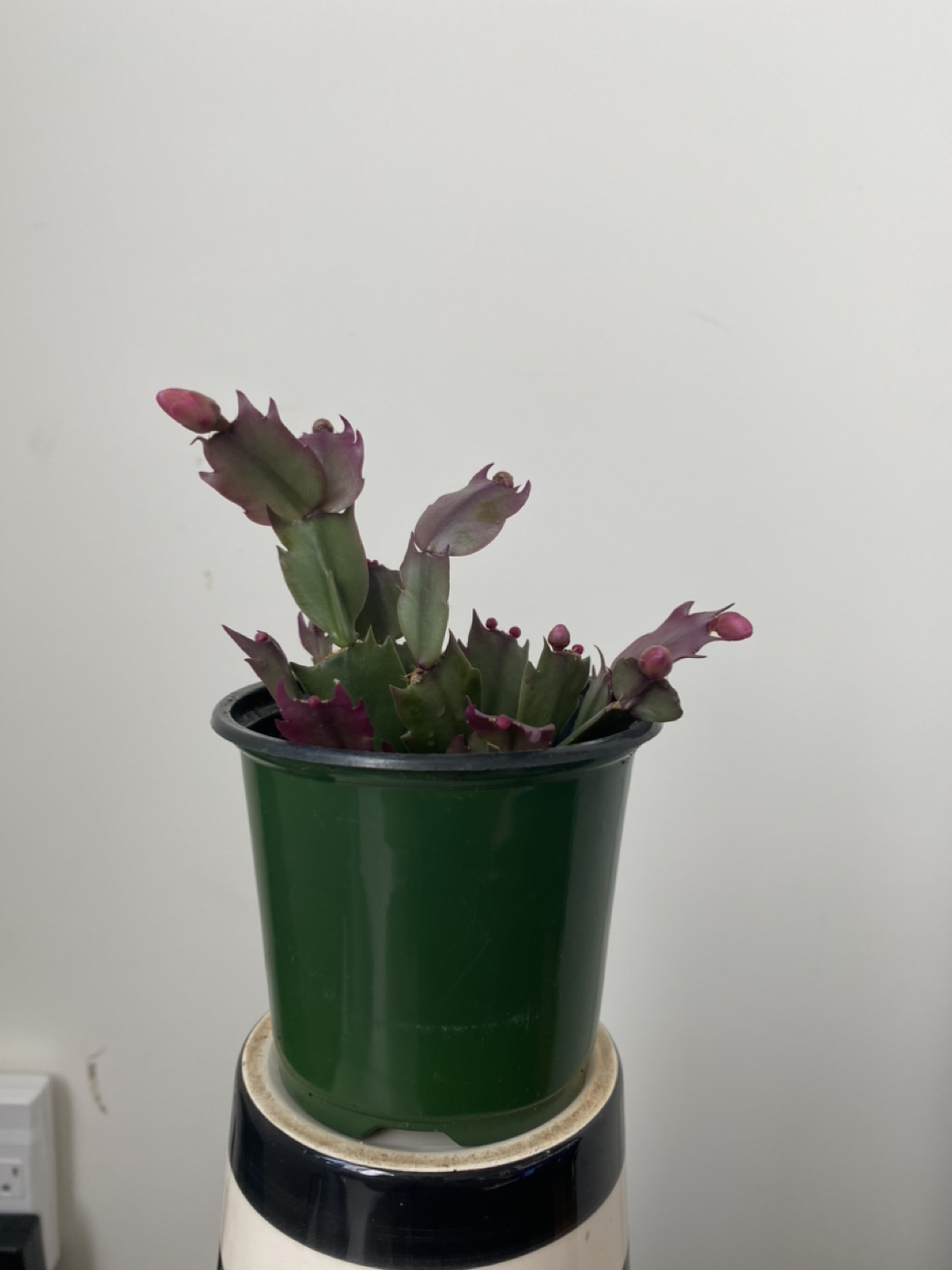 Plant Duo Blooming Cactus and Jade image indicator(4)