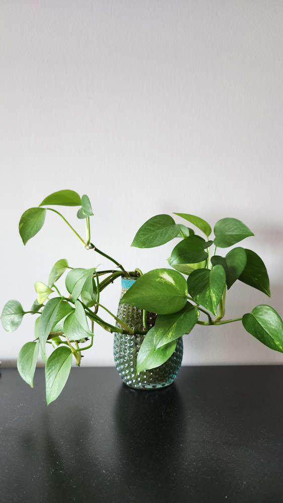 Beautiful Pothos