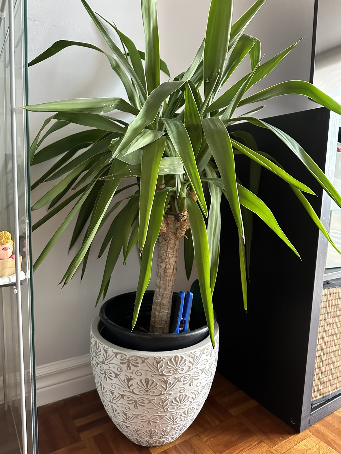 Yucca indoor plant thumbnail