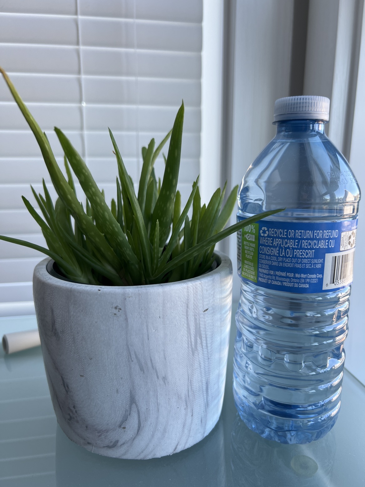 Aloe plant 🦃 image indicator(2)