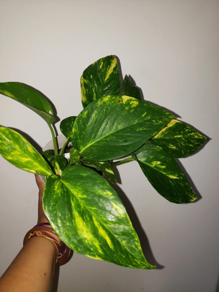Golden pothos thumbnail
