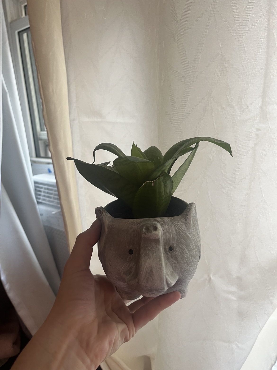 Indoor plant - low maintenance - elephant pot! thumbnail