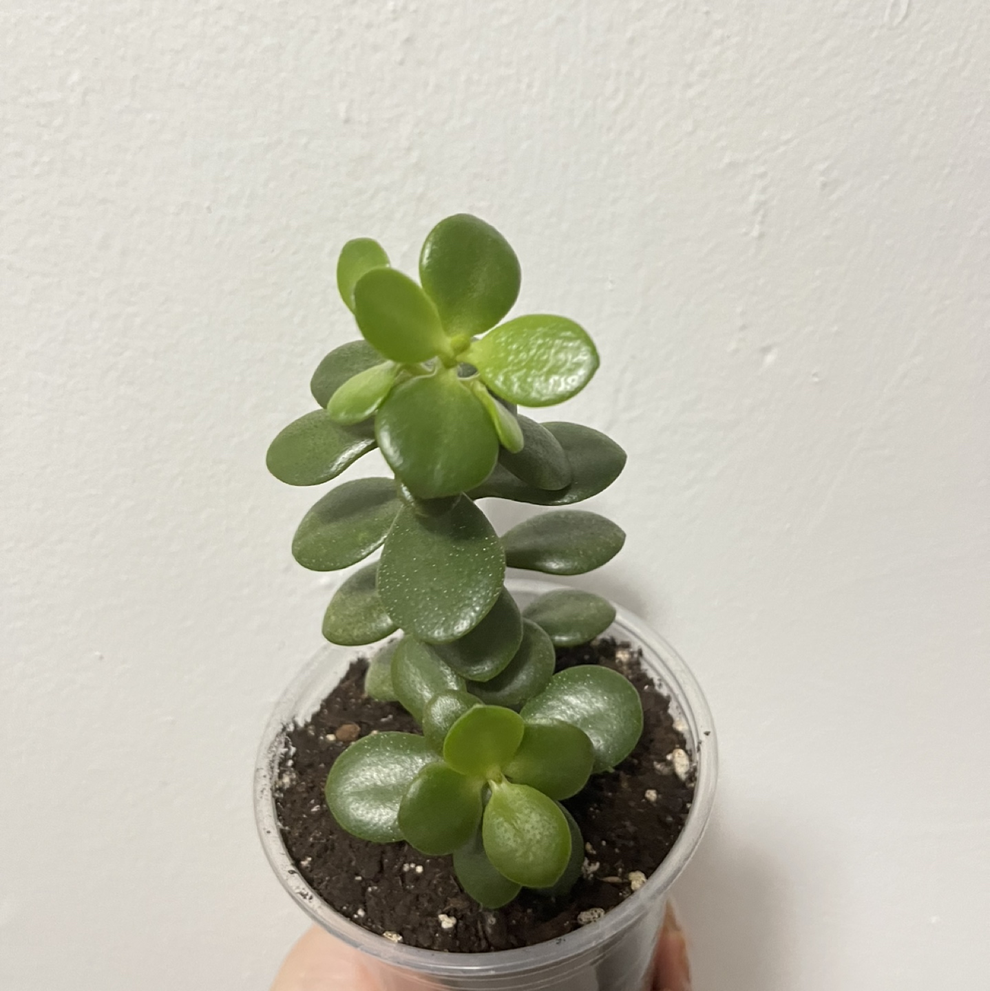 Jade plant - photo 3
