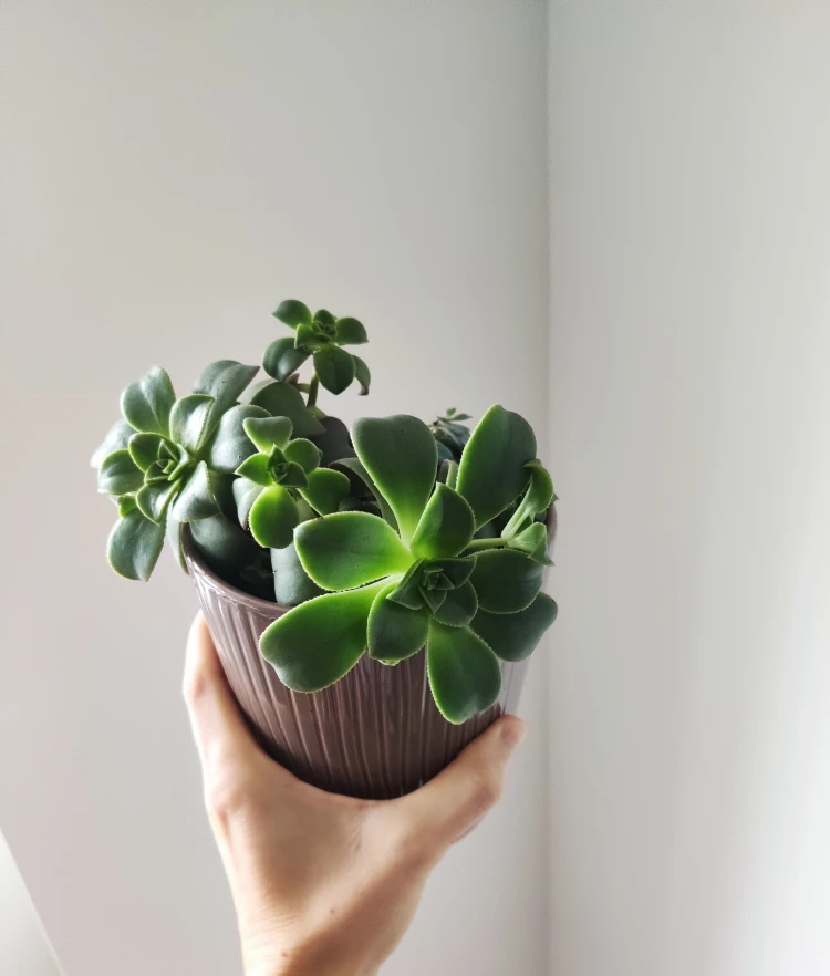 Plant - Succulent Arrangement in ceramic pot