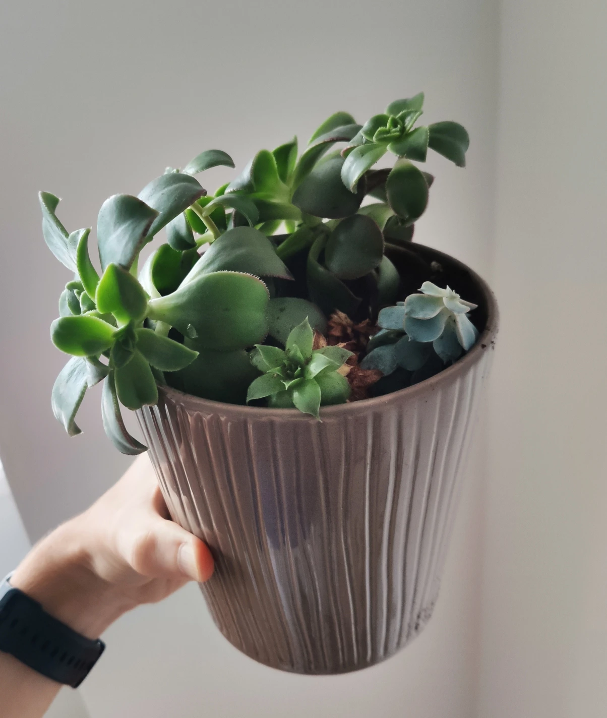 Plant - Succulent Arrangement in ceramic pot - photo 2