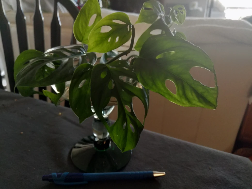 Rooted cuttings Monstera Adansonii thumbnail
