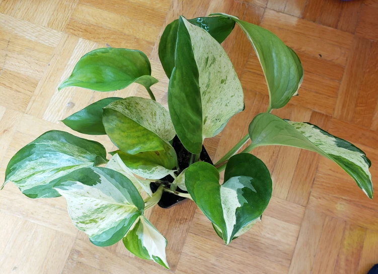 Manjula pothos - photo 2