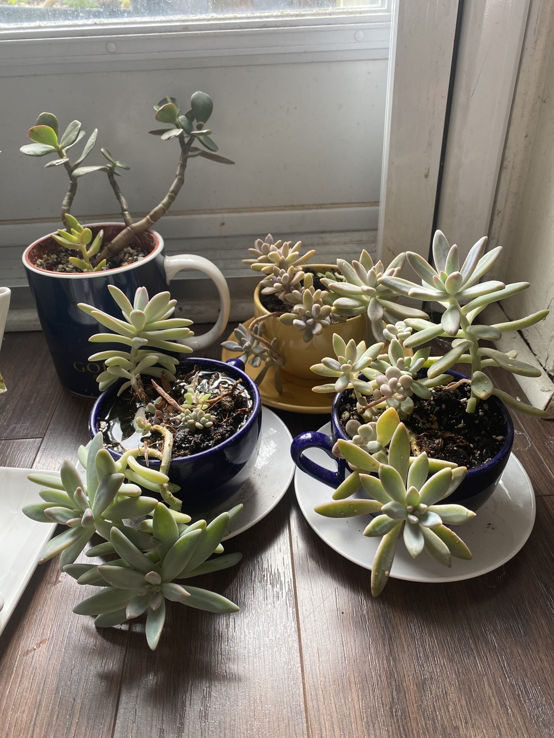 Moving sale plants - photo 4