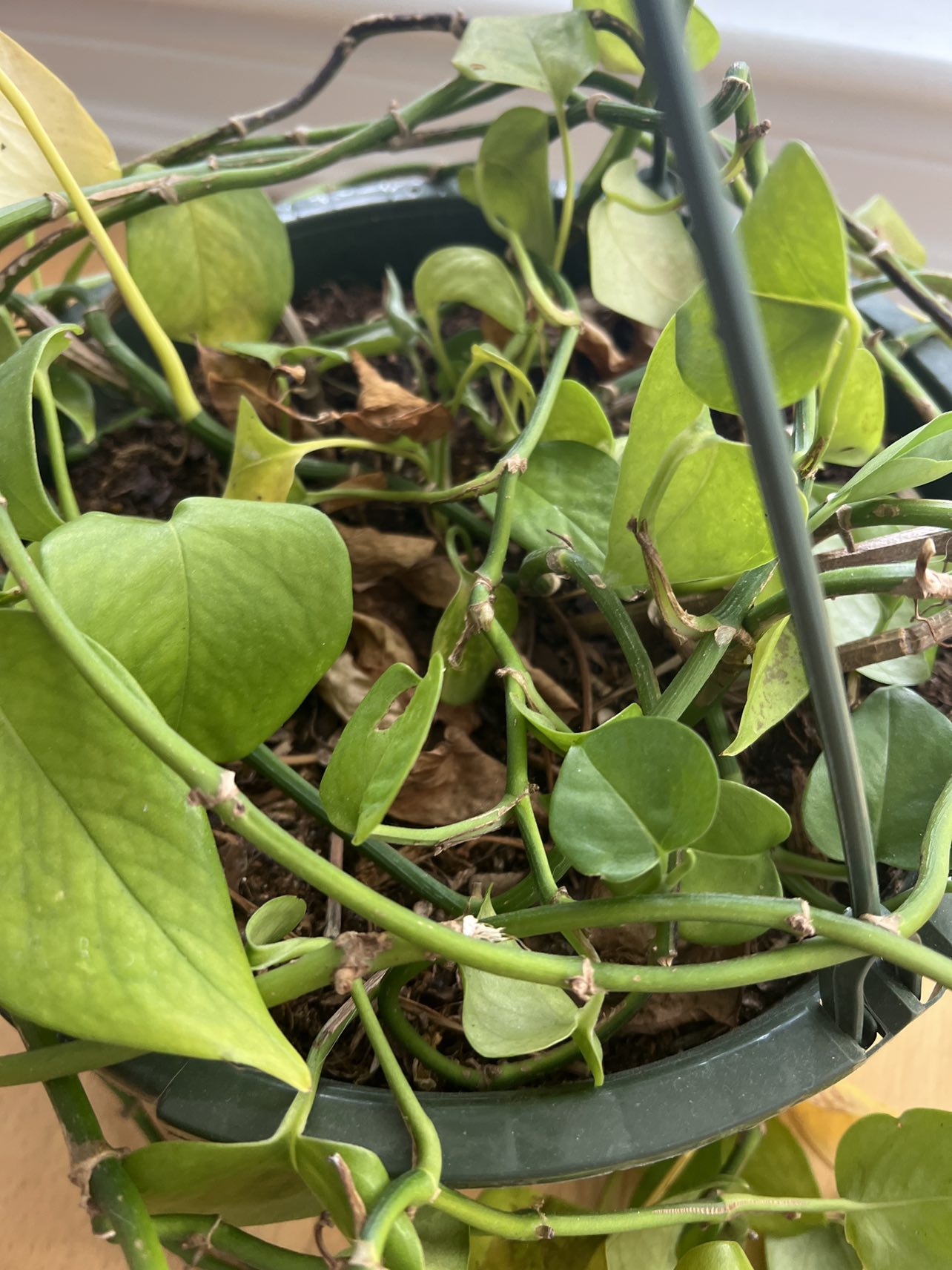 Pothos - Large thumbnail