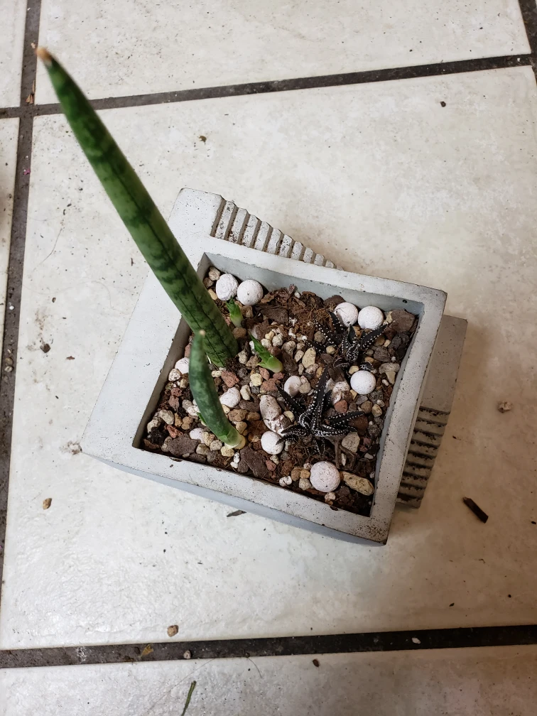 snake plant planter - photo 2