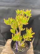Bonsai succulent - photo 2