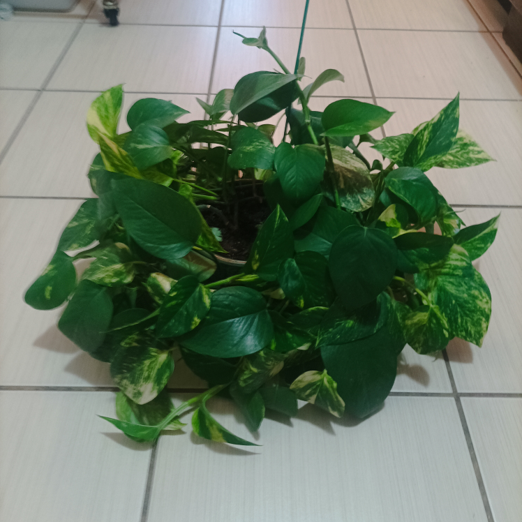 Pothos with pot Devil's ivy image indicator(4)