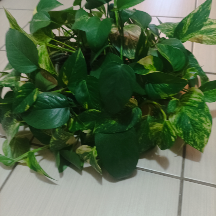 Pothos with pot Devil's ivy image indicator(5)