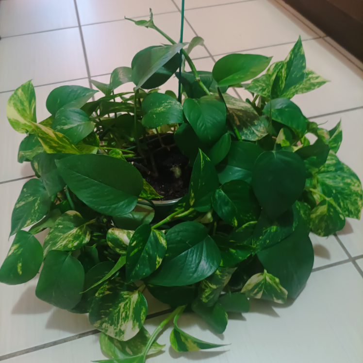 Pothos with pot Devil's ivy image indicator(6)