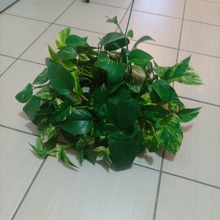 Pothos with pot Devil's ivy image indicator(7)