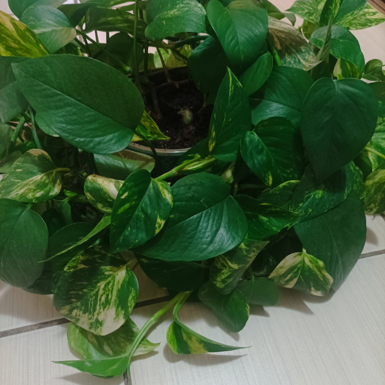 Pothos with pot Devil's ivy image indicator(8)