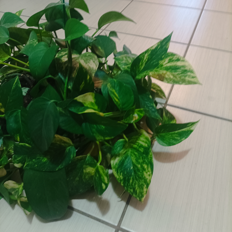 Pothos with pot Devil's ivy image indicator(10)