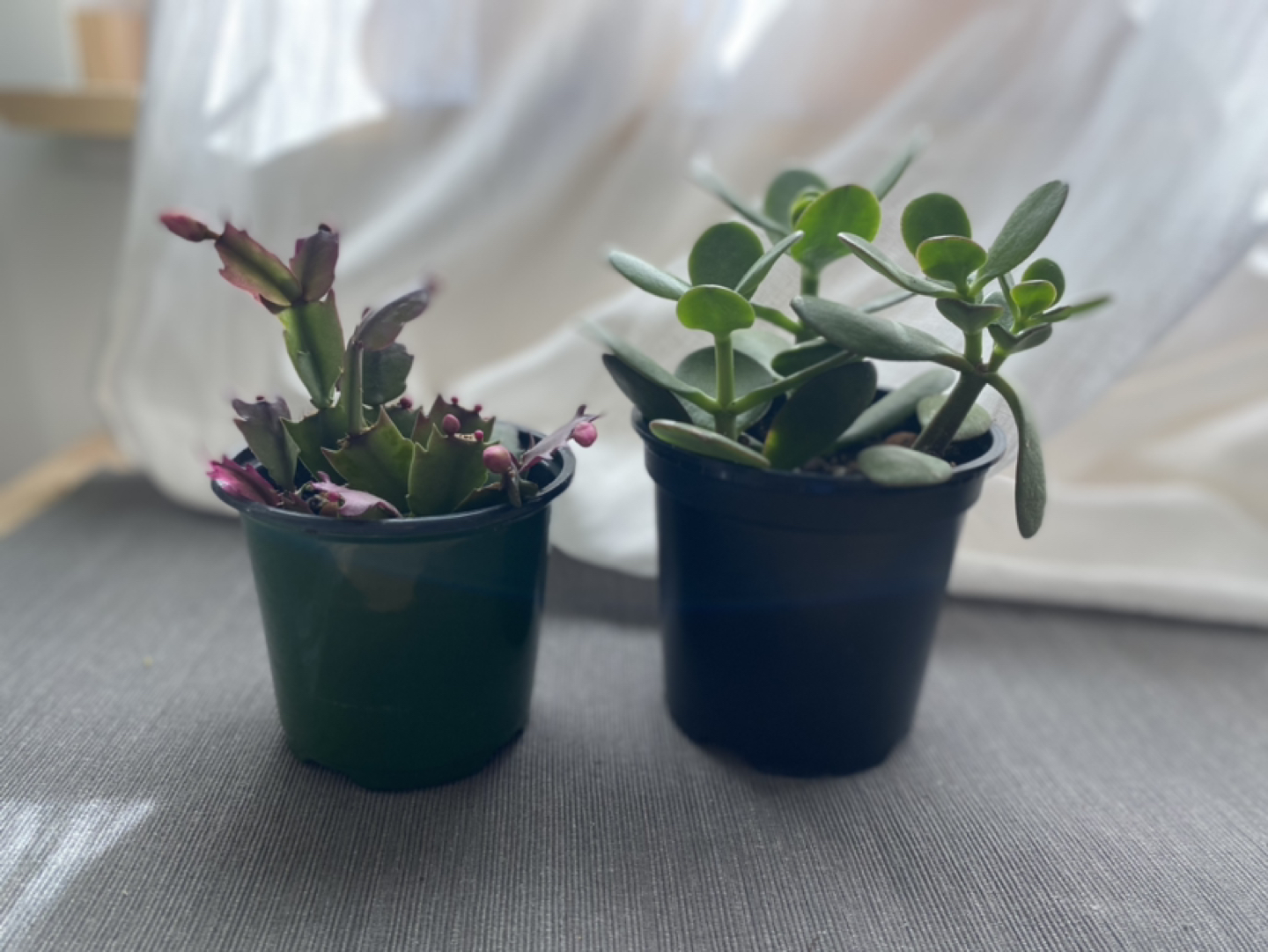 Plant Duo Blooming Cactus and Jade image indicator(2)