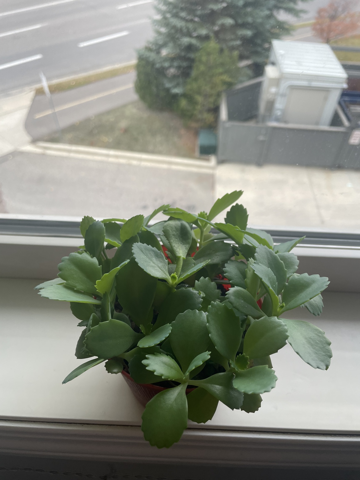 Mother of thousands babys - photo 2