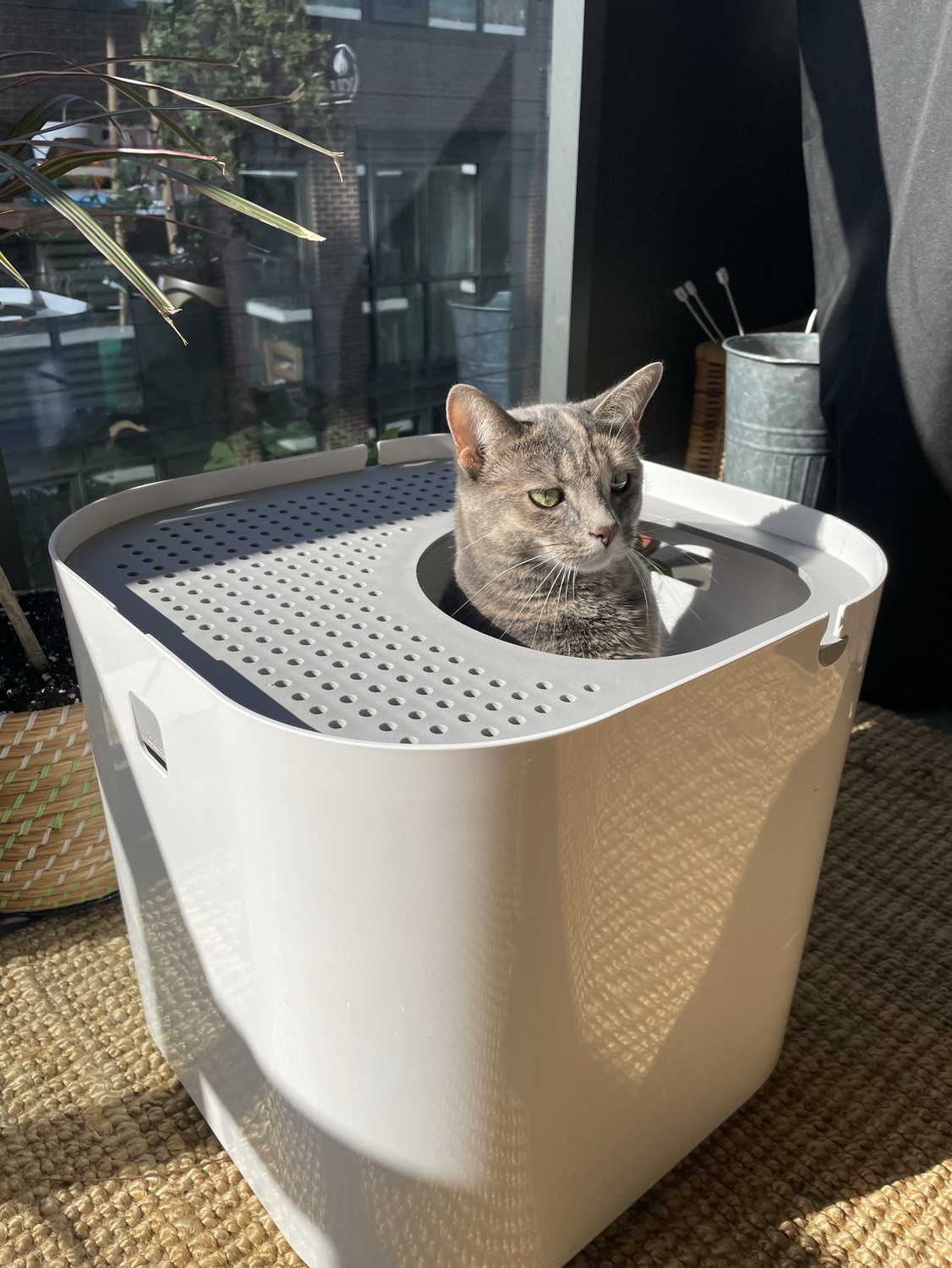 Modkat Top Entry Litter Box