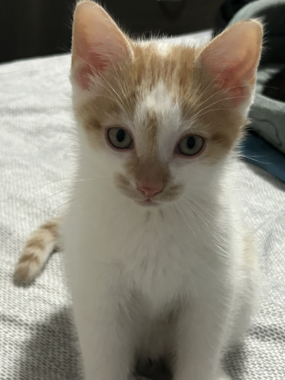 Kitten thumbnail