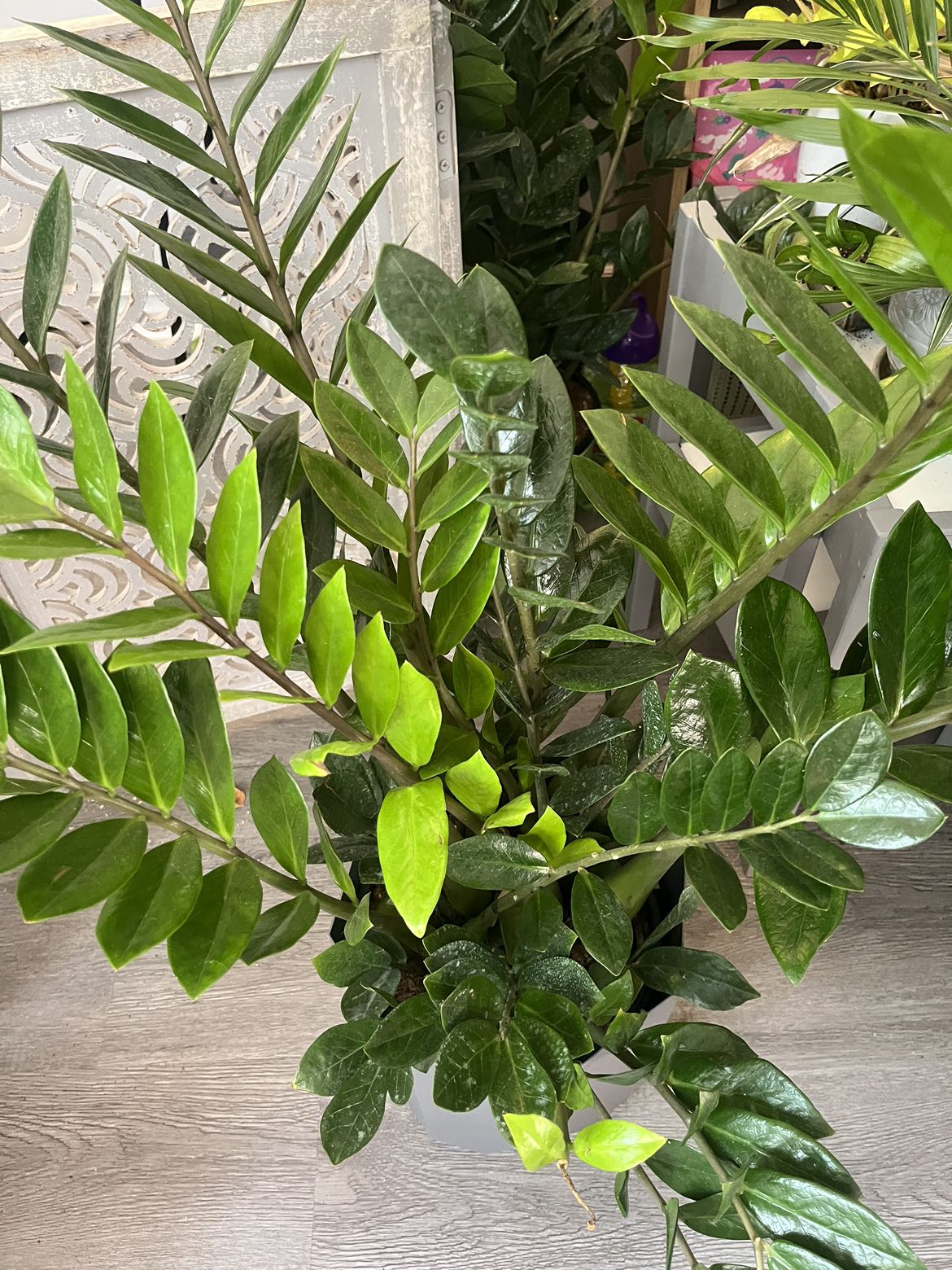 ZZ Plant - Large - in Grey Pot -2 LEFT! thumbnail