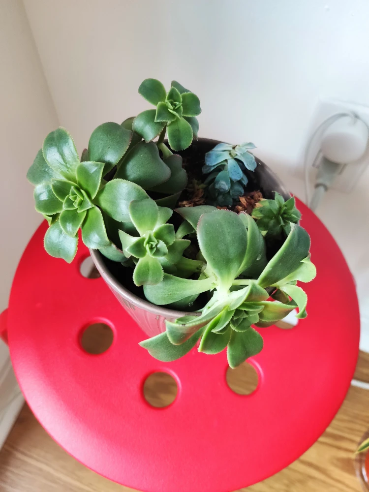 Plant - Succulent Arrangement in ceramic pot - photo 3