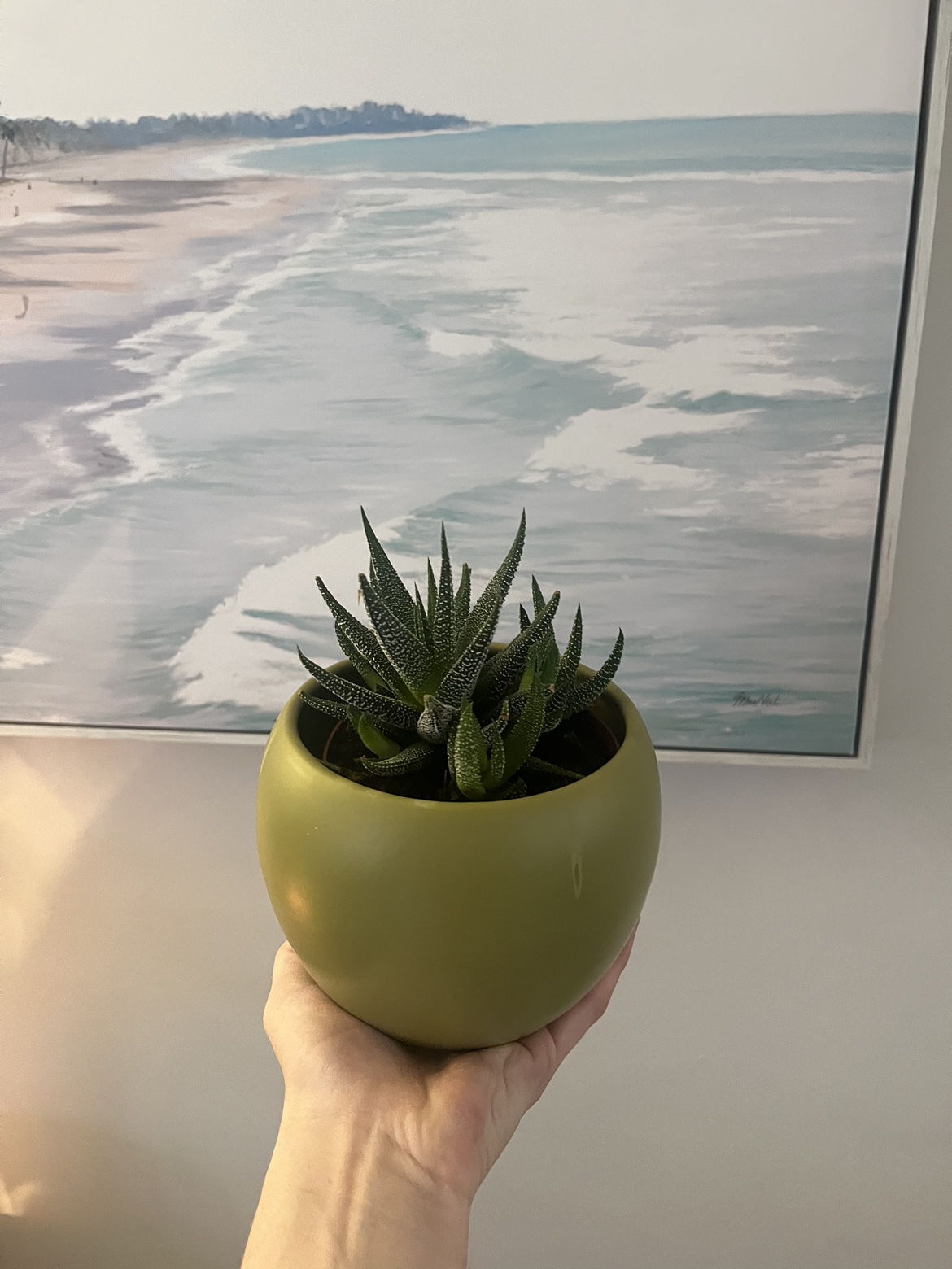 Succulent - medium - comes in pot! thumbnail