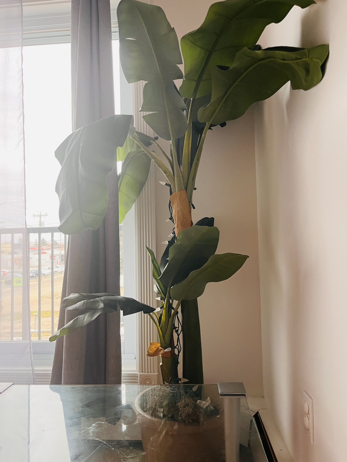 Indoor banana plant thumbnail