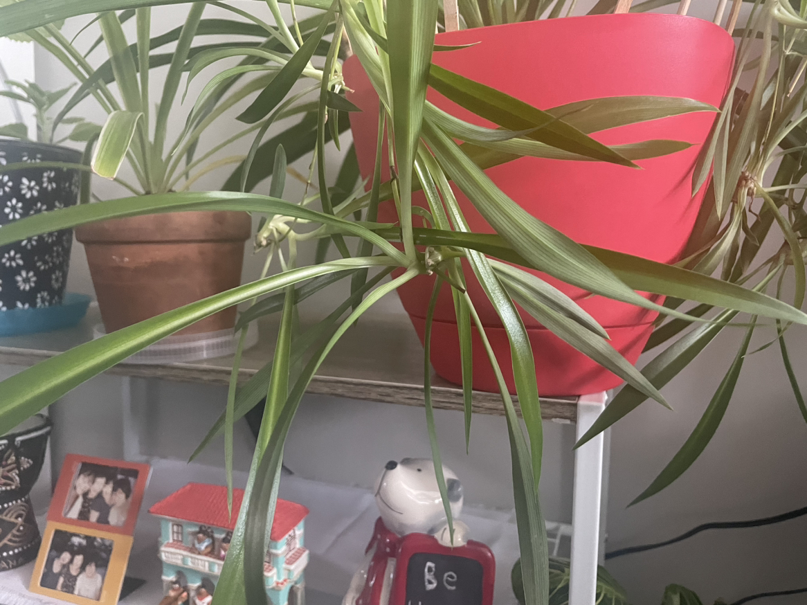 Baby spider plants