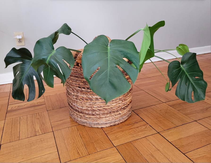 Monstera with the basket thumbnail