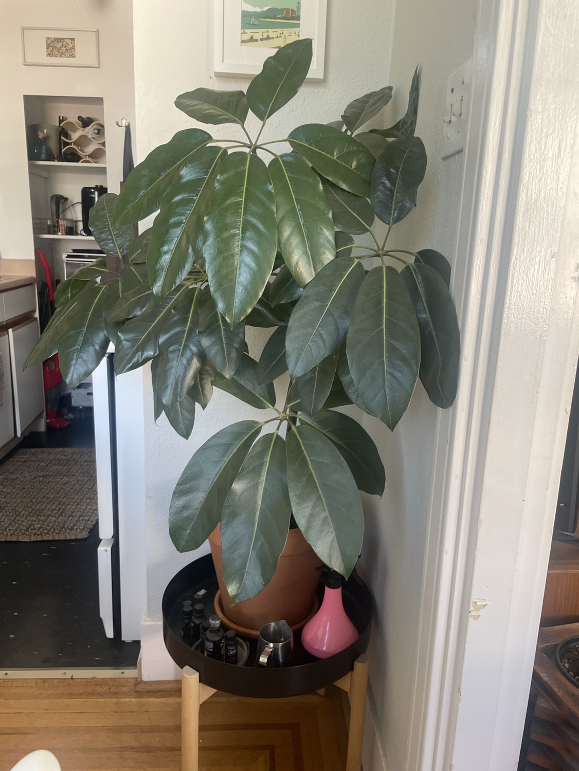Large plant