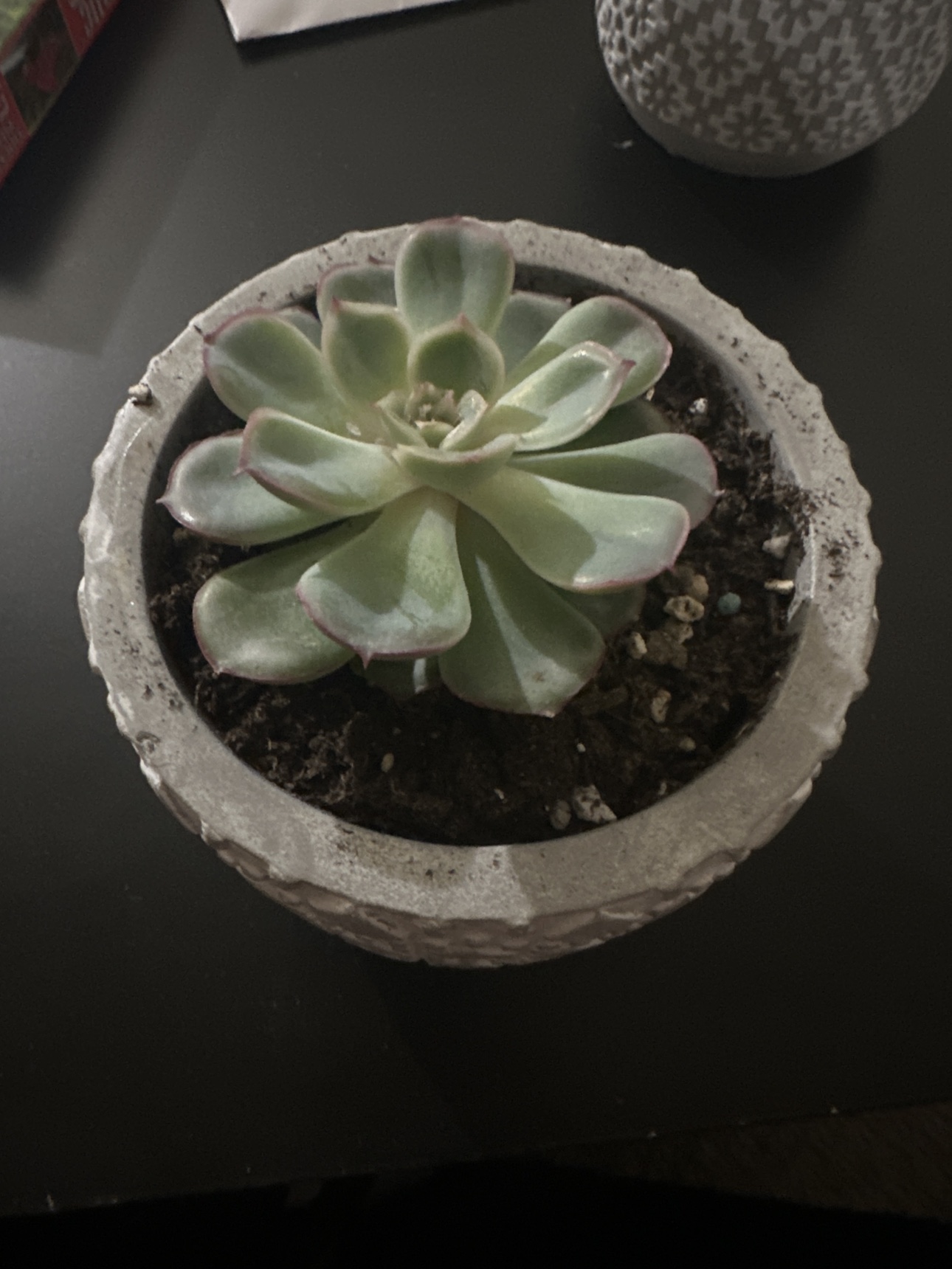 Plant for sale