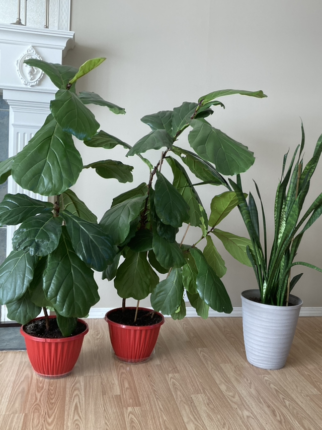 Plants