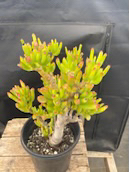 Bonsai succulent - photo 4