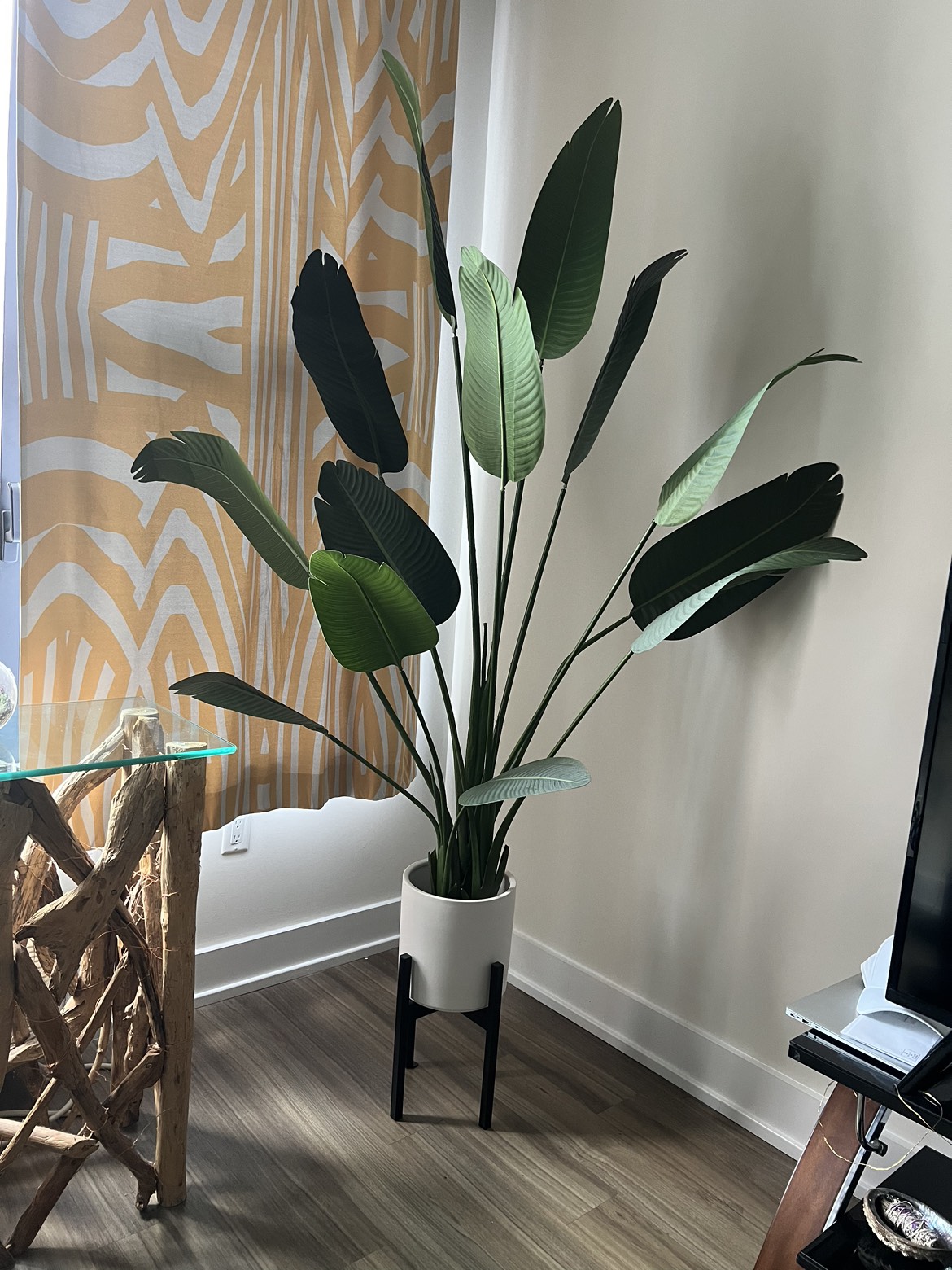 6 foot bird of paradise plant with ceramic pot and stand