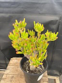 Bonsai succulent - photo 5
