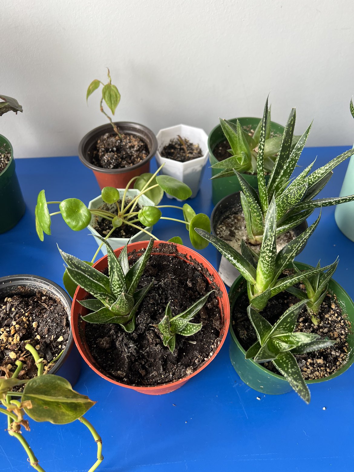 Free plants looking for a new home - photo 2